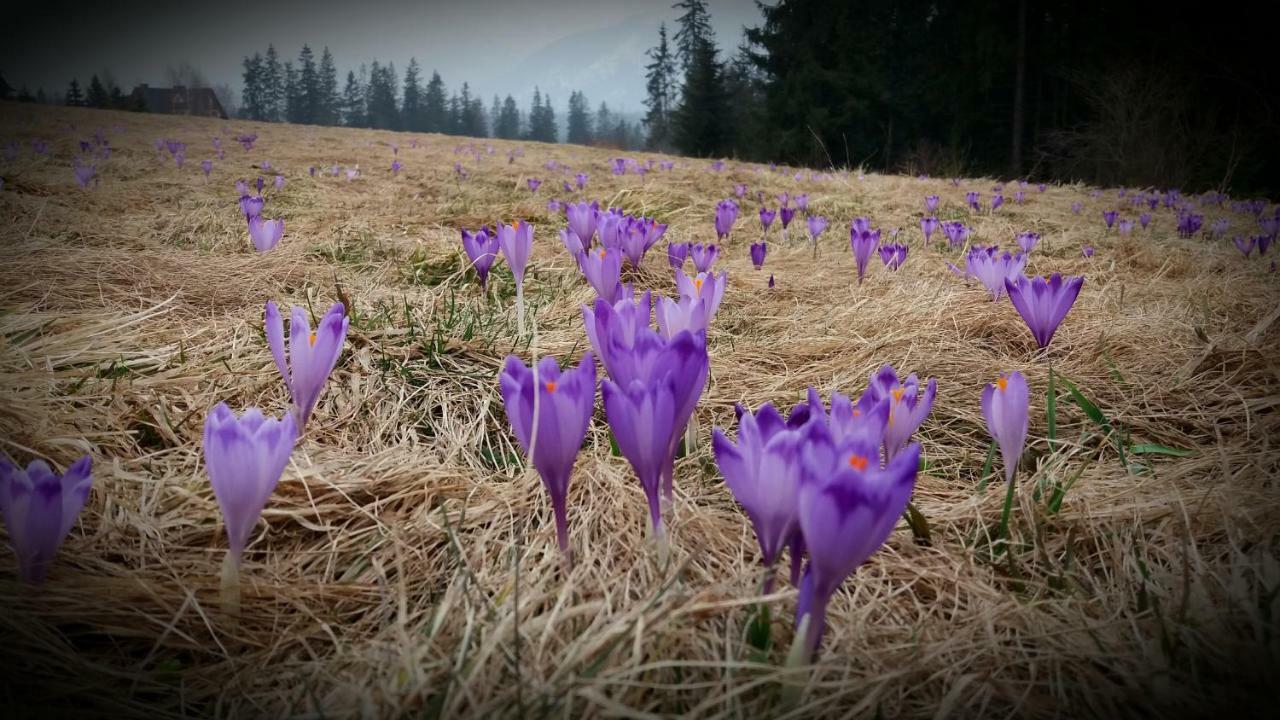 Spanie Po Zboju Kościelisko Eksteriør bilde